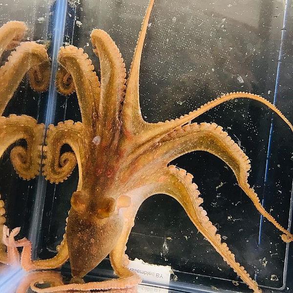 Obscure octopus observations